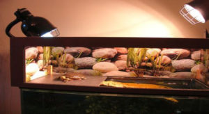 Guide for Lighting and Heating a Turtle Tank and Basking Area