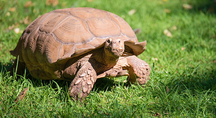 How Fast or Slow Are Turtles ?