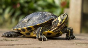 How Much Do Turtles Cost? (20 Examples and Pictures) – 2023 ...