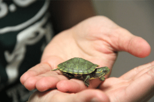 taking care of a baby turtle