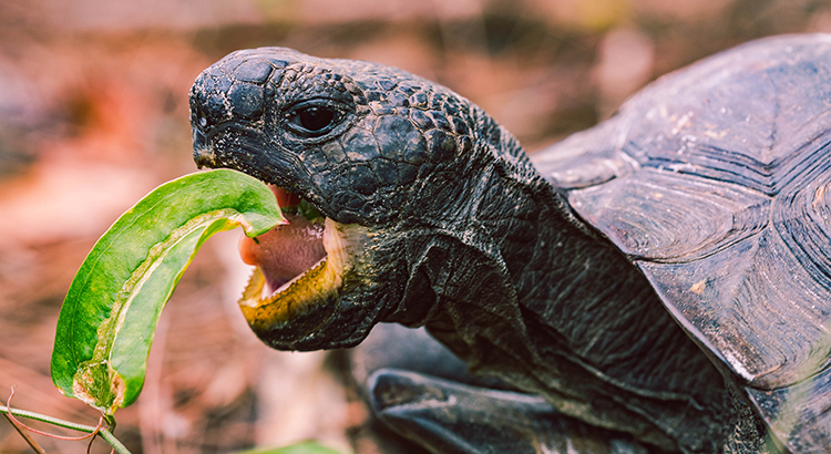 What Do Baby Pet Turtles Eat