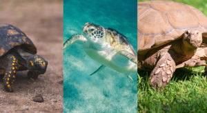 What is the Difference Between Turtles, Tortoises and Terrapins? ( with ...