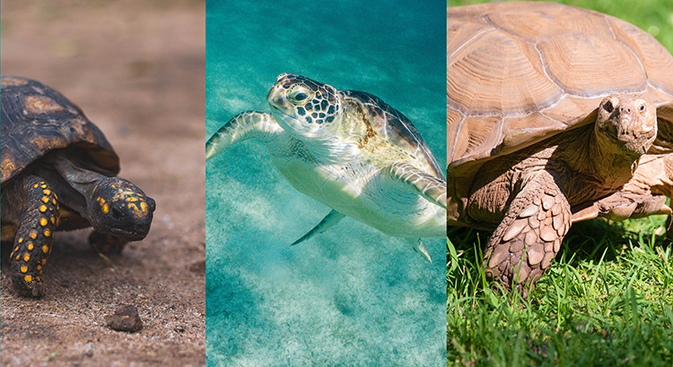 What is the Difference Between Turtles, Tortoises and Terrapins?