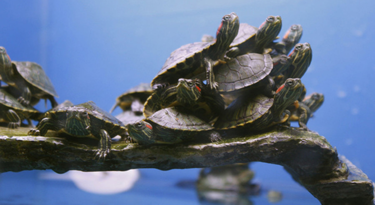 a short stack of turtles