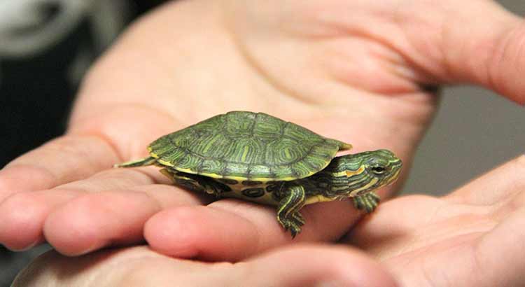 9 Pet Turtles That Stay Small and Don't Grow (+Pictures) –