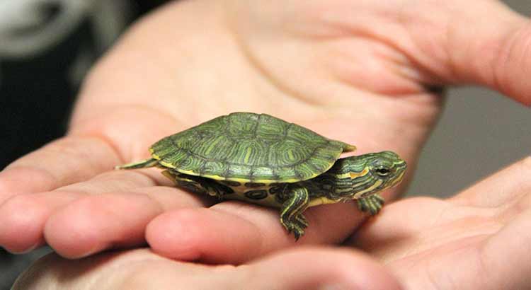 pet turtles that stay small