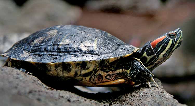 Can Pet Turtle Survive in the Wild ?