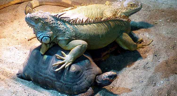 Can Turtles Live Together with Other Reptiles ?