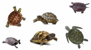 Complete List of All Turtle Species – TurtleOwner.com