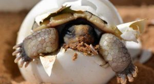 How to Take Care of Turtle Eggs (Easy Guide With Pictures ...