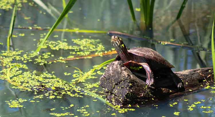 Where Do Painted Turtles Live?