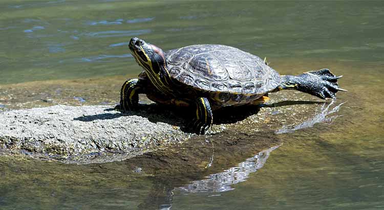 Turtle Kicking Back Legs Find Out What To Do Turtleowner Com