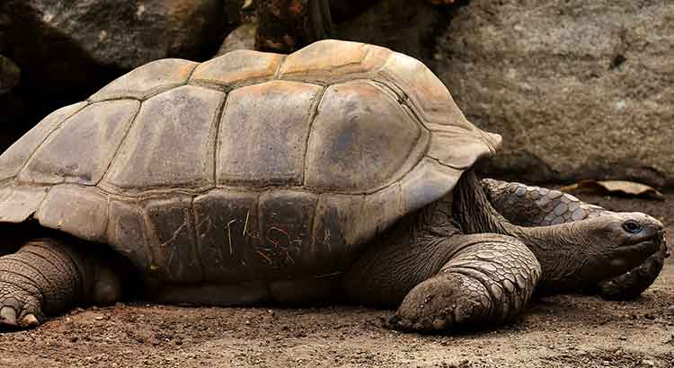 How long can a tortoise stay underwater