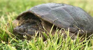 Do Snapping Turtles Hibernate? (with Videos) – TurtleOwner.com