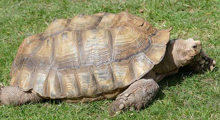 How long can a tortoise live without a heat lamp Do Tortoises Need A Heat Lamp Complete Beginners Guide Turtleowner Com