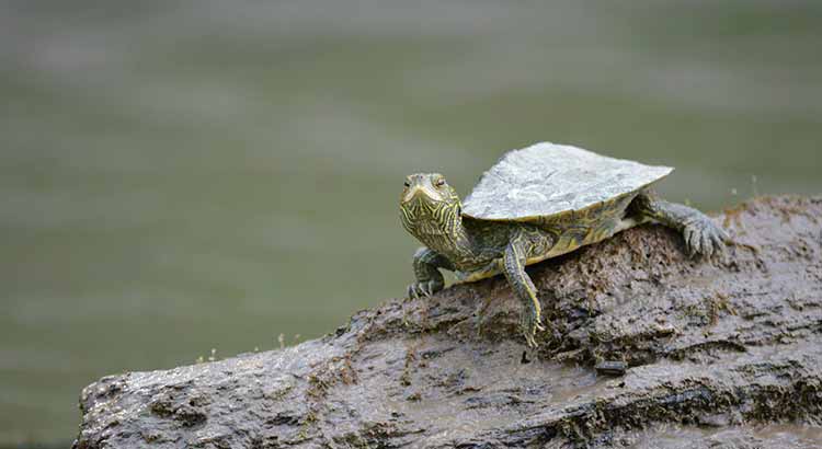 Do Turtles Get Lonely?