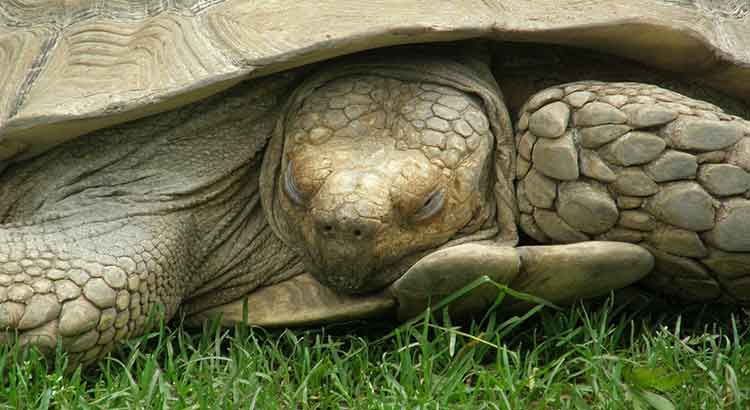do pet turtles hibernate