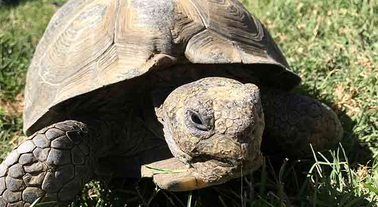 How Big do Desert Tortoises Get ?