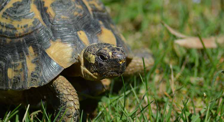 greek tortoise adult size