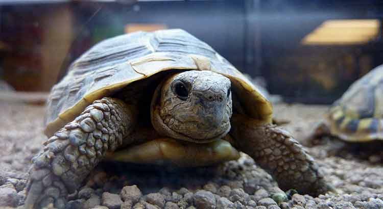 How Big Do Hermann Tortoises Get Turtleowner Com
