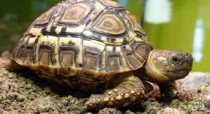 How Big do Leopard Tortoises Get? (Beginners Guide +Pictures ...