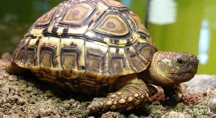 How Big Do Leopard Tortoises Get Turtleowner Com