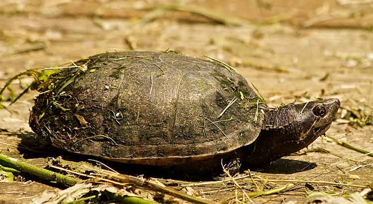 How Big do Musk Turtles Get ?