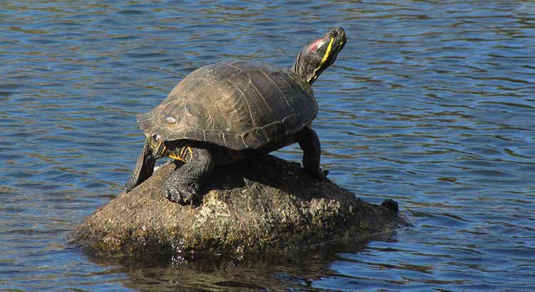 How Big do Painted Turtles Get ?