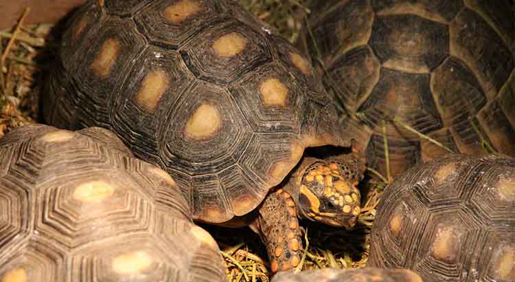 How Big do Red Footed Tortoises Get ?