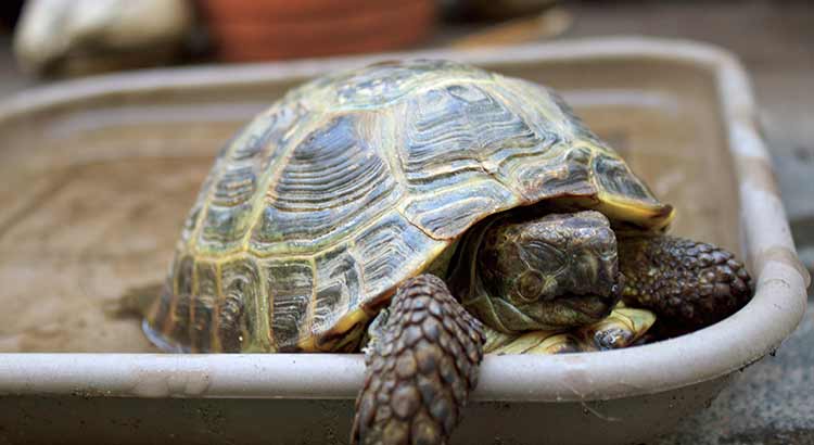 The Best Substrate and Bedding for a Russian Tortoise