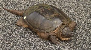 How Big do Snapping Turtles Get ? – TurtleOwner.com