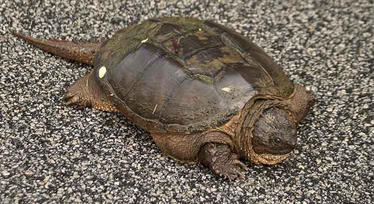 How Big do Snapping Turtles Get ?