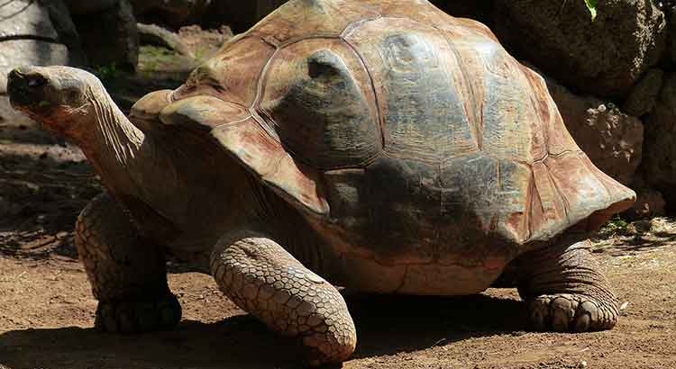 How Big do Sulcata Tortoises Get ?