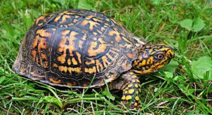 How Often Do Box Turtles Eat and How Much Do They Eat? – TurtleOwner.com