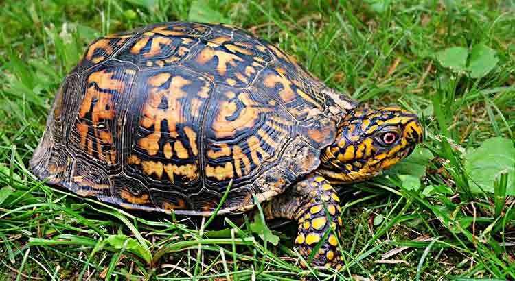 How Often Do Box Turtles Eat and How Much Do They Eat?