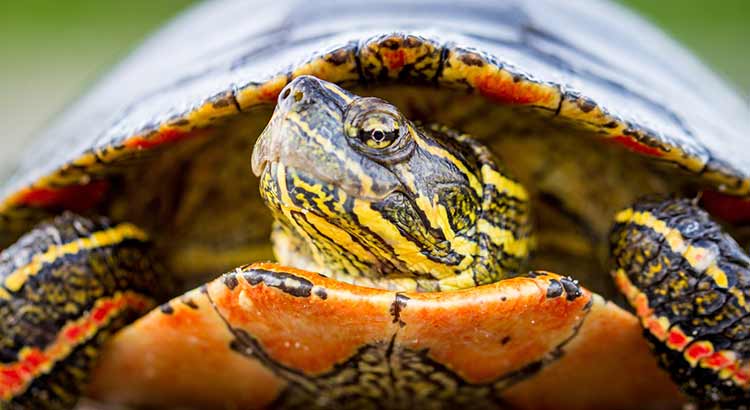 How Often Do Painted Turtles Eat and How Much Do They Eat?