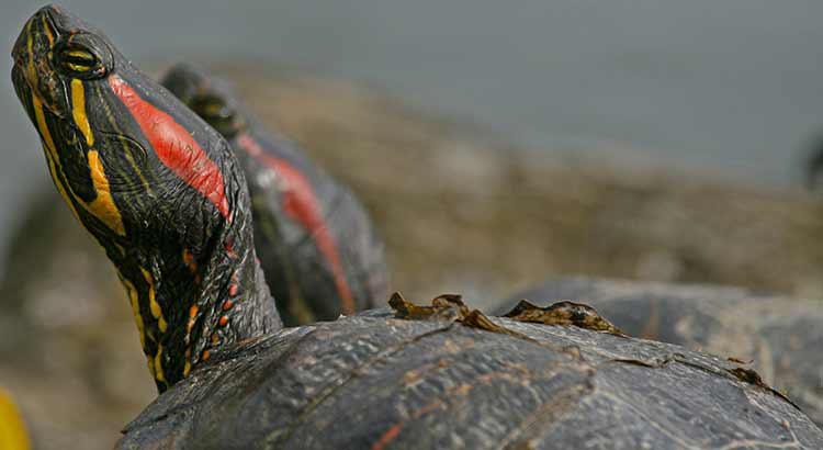 How Often Do Red Eared Sliders Eat and How Much Do They Eat?