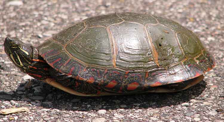 Painted Turtle Growth Rate | How Fast Do Painted Turtles Grow?