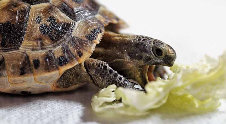 What Can Turtles Eat from Human Food ?