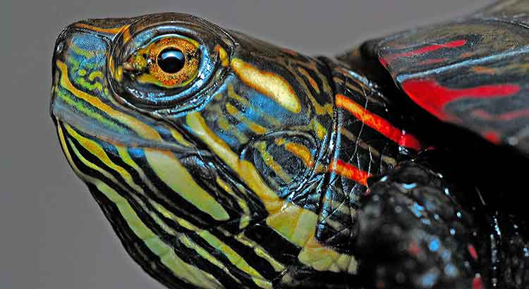 What Do Painted Turtles Eat ?