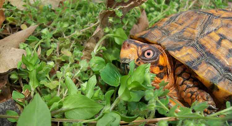 What Vegetables Can Box Turtles Eat?