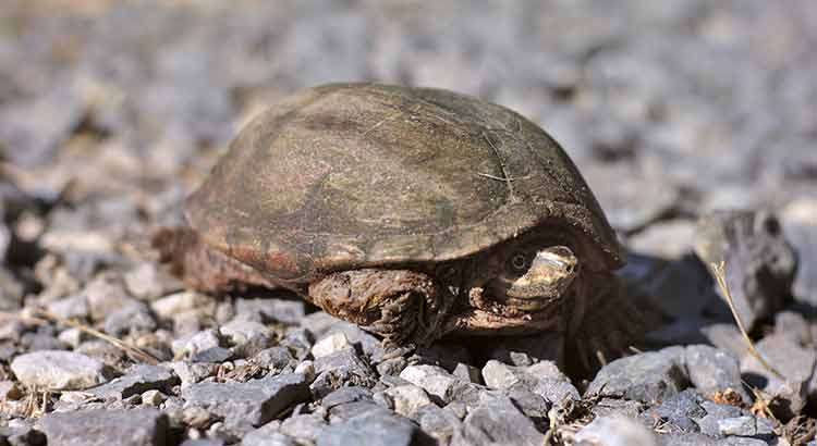 What Vegetables Can Musk Turtles Eat?