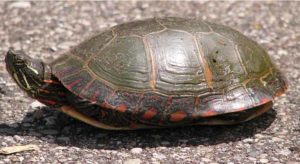 What Vegetables Can Painted Turtles Eat? (Including List) – TurtleOwner.com