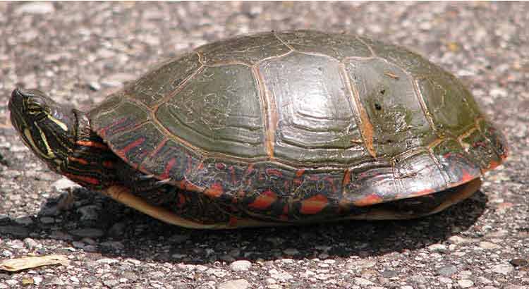 What Vegetables Can Painted Turtles Eat?