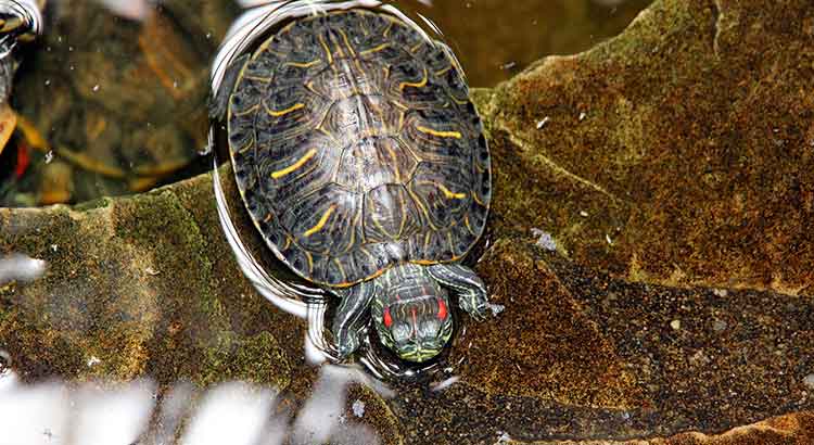 What Vegetables Can Red Eared Sliders Eat?