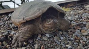 Snapping Turtle Growth Rate | How Fast Do Snapping Turtles Grow