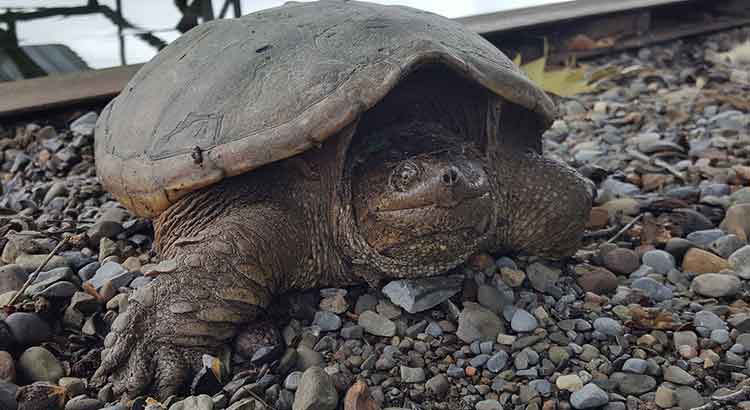 What Vegetables Can Snapping Turtles Eat?