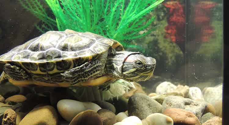 Why Does My Turtle Swim Frantically? What to Do in This Situation