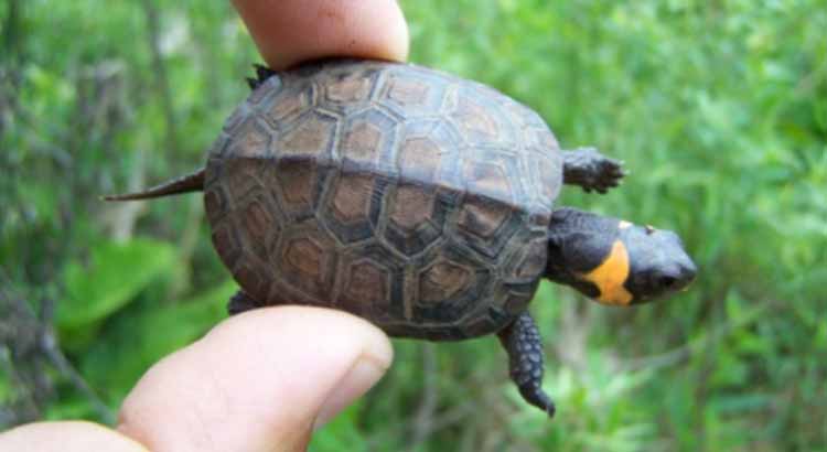 31 HQ Pictures Small Pet Turtles That Stay Small : Dwarf Turtles For Sale Small Turtles For Sale Slider Spotted Terrapins