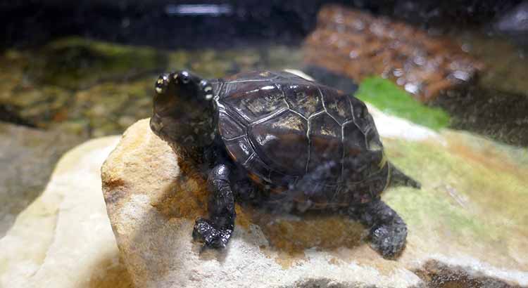 9 Pet Turtles That Stay Small and Don't Grow (+Pictures) –